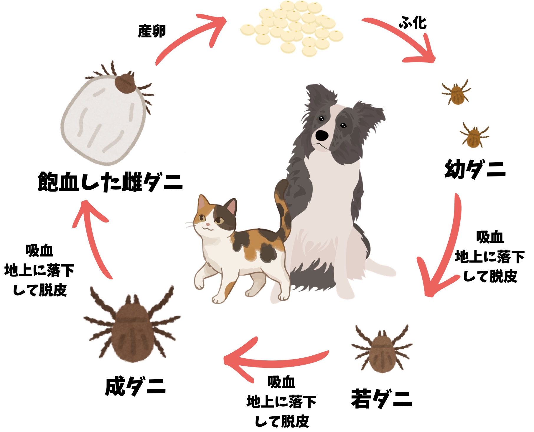 マダニのライフサイクル（卵から成ダニまで）